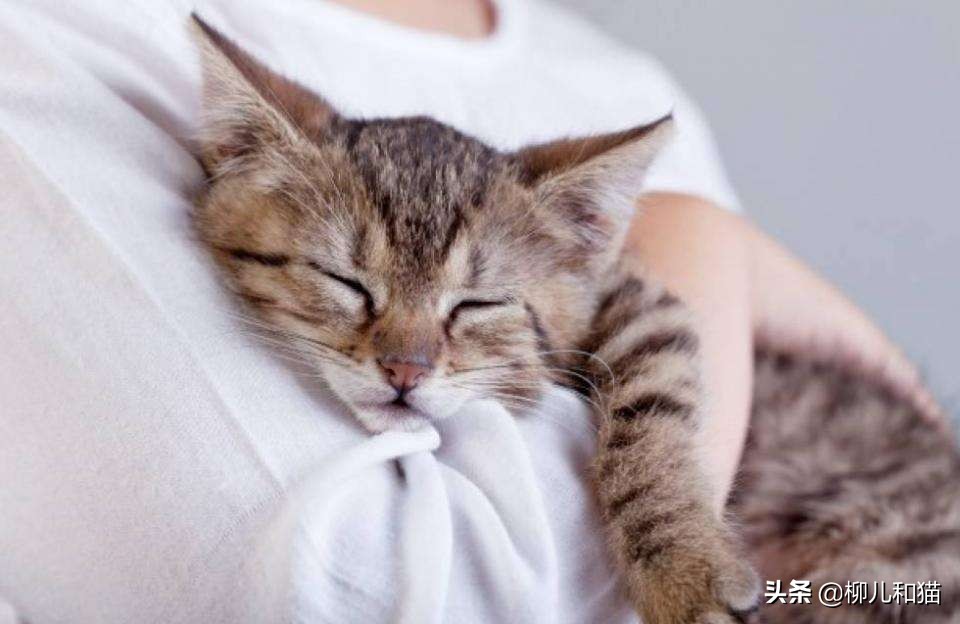 猫的呼噜声可以治愈人类吗,猫呼吸有呼噜声像喉咙有痰一样