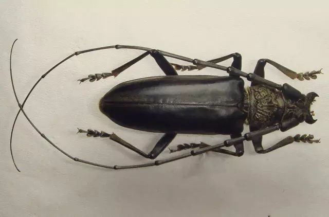 柑橘12月有什么病害虫害,柑橘全年病害虫害最新防治方法