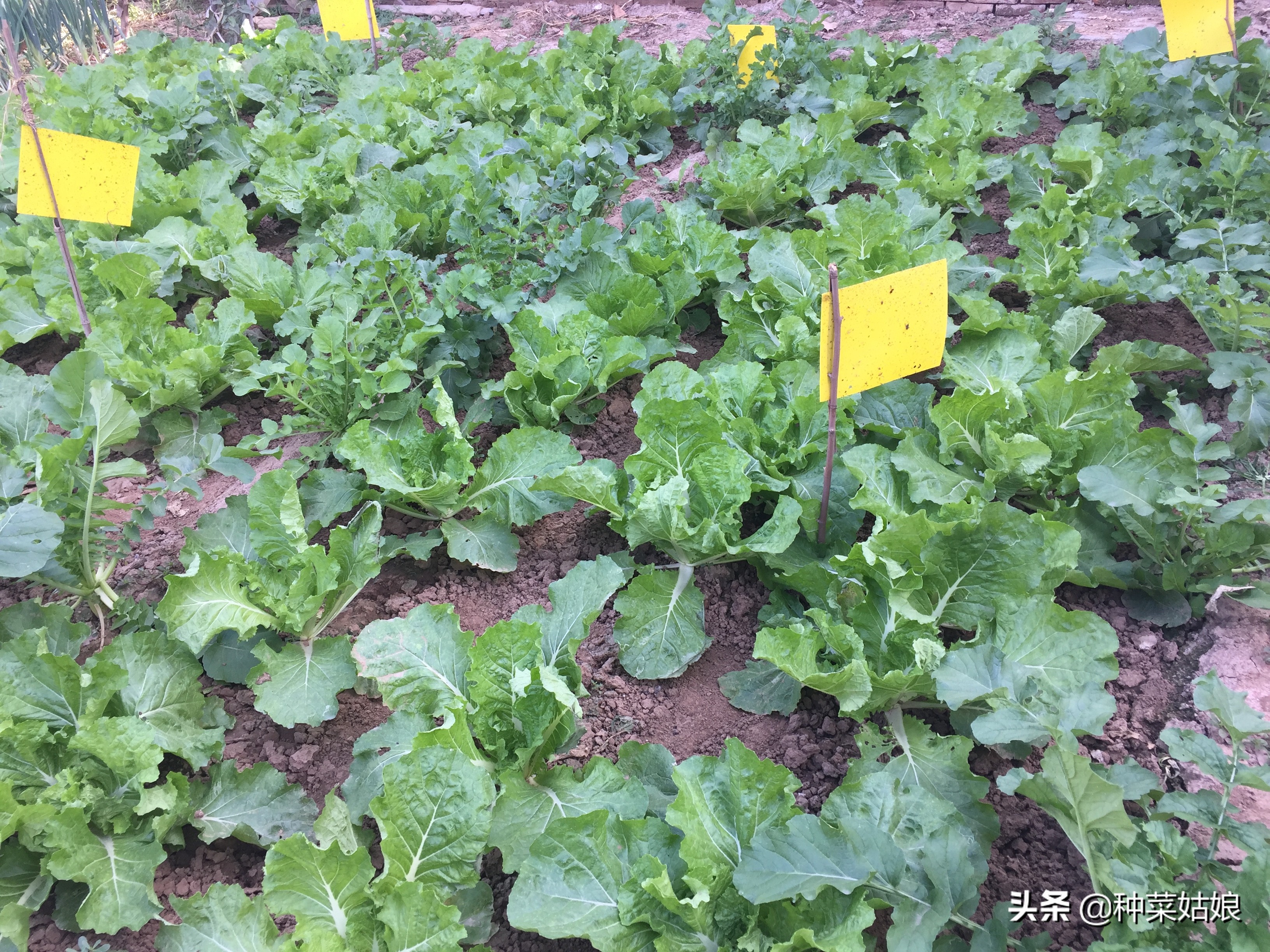 病虫害防治教你一招就能轻松搞定,一招解决各种病虫害