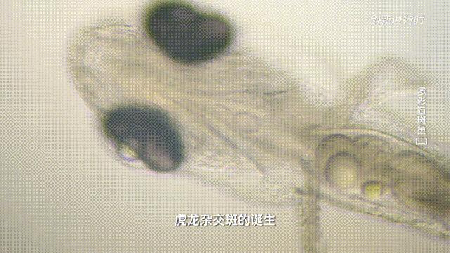 一条石斑鱼,一条石斑鱼一碗白饭