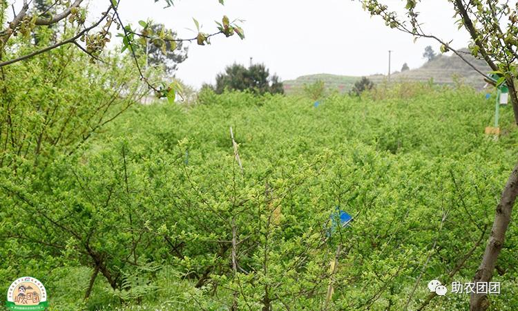 贵州助农团团最新视频,助农团团直播回放