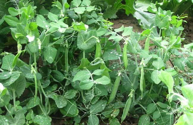 豌豆公主种植技术,豌豆公主的种植方法