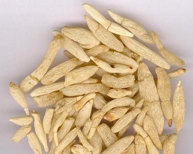 教你每天学习一味中药,每天一味中药天冬