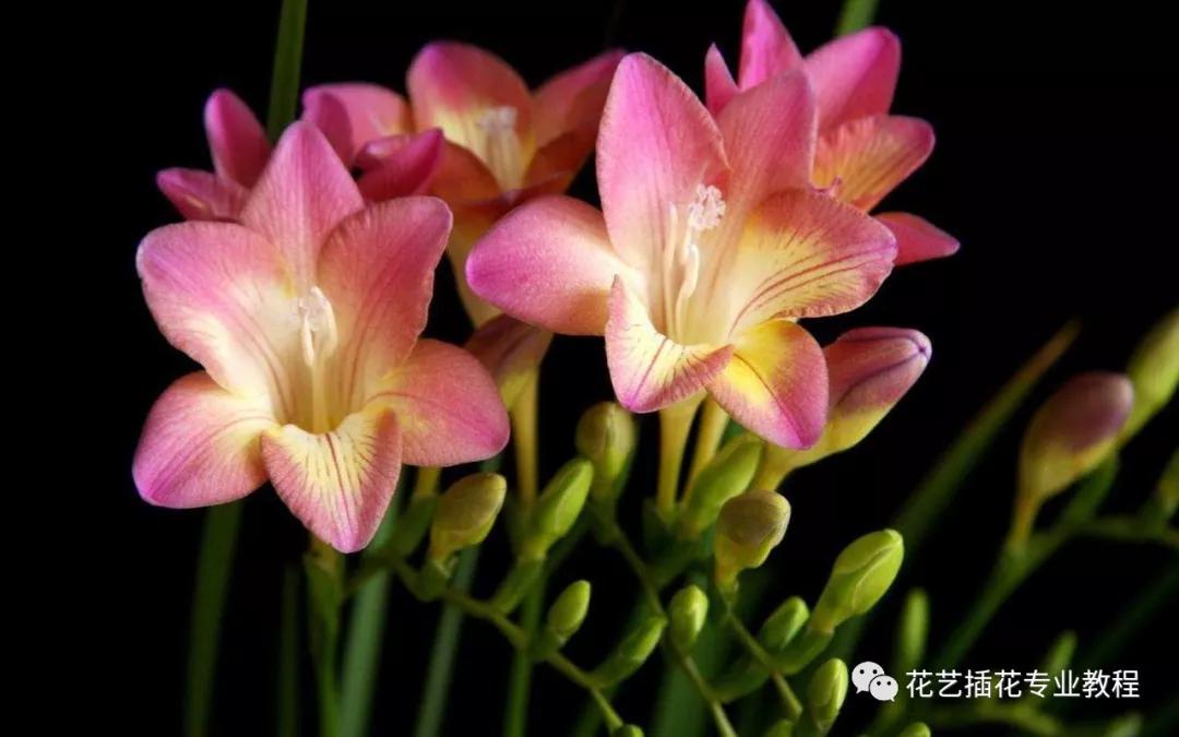 「花艺知识」50种常见花材的花语~（建议收藏）