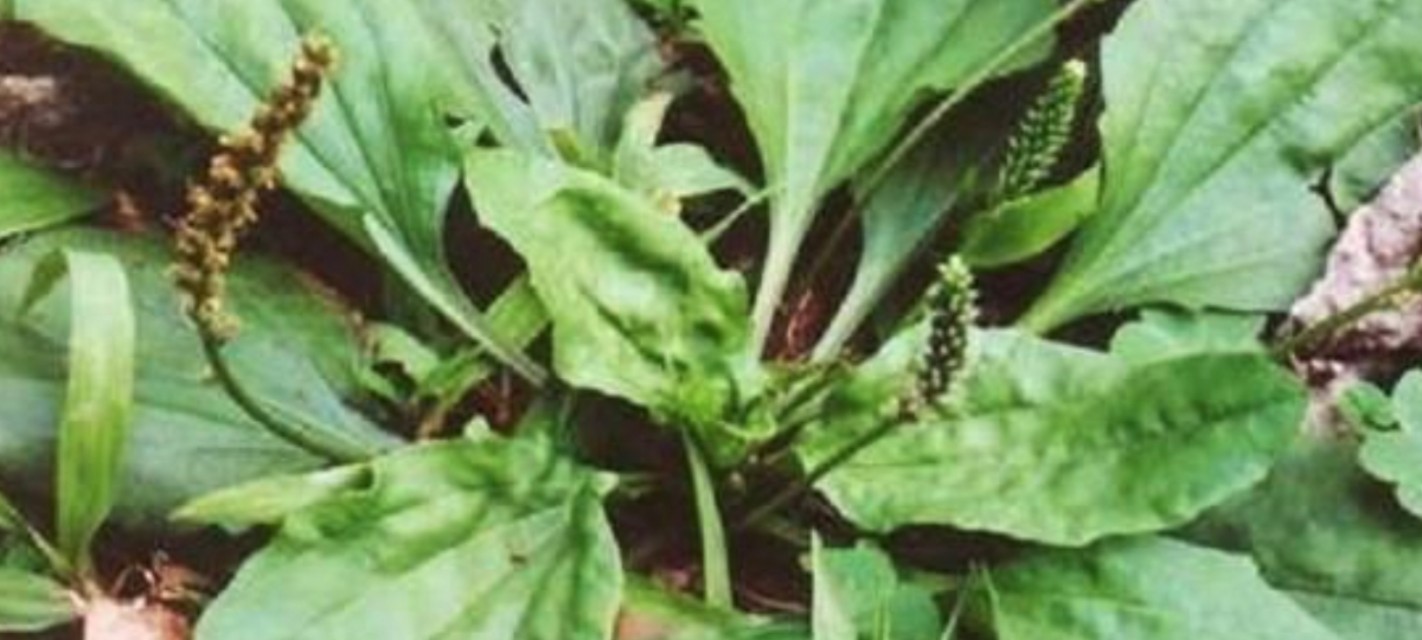 车前子野菜可以做馅吃吗,野菜车前草做法