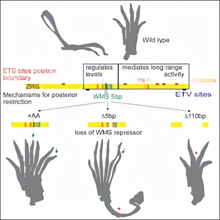 蛇真的是靠鳞片来爬行的吗,蛇的进化算成功还是失败