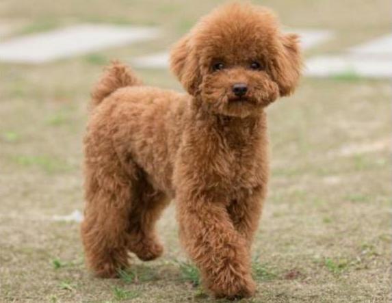 泰迪犬怎么养呢知乎,泰迪犬要怎么养才好看