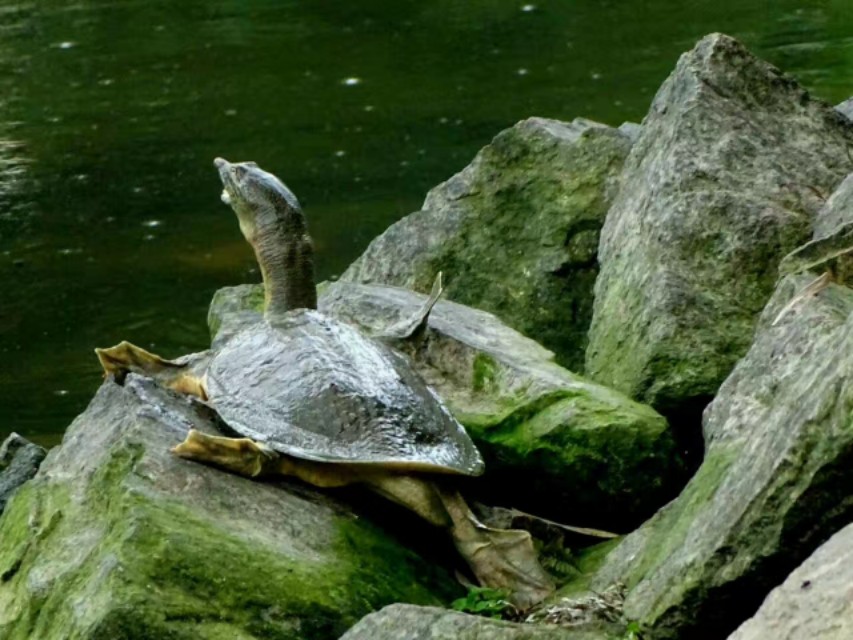 家庭小甲鱼养殖新手入门,家庭养小甲鱼视频教程