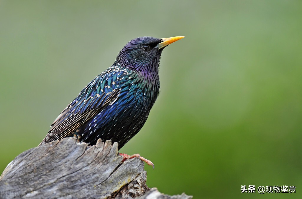 八哥天生就能学人说话吗,有人说家里不可以养八哥