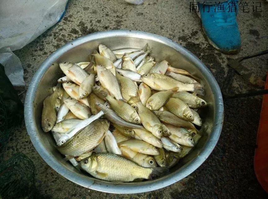 钓鱼记录2019,最新的钓鱼日记