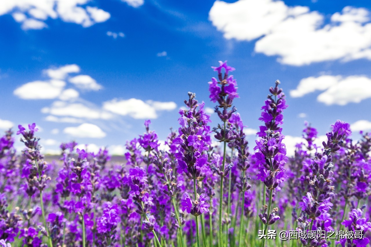 关于薰衣草的秘密,关于熏衣草的了解
