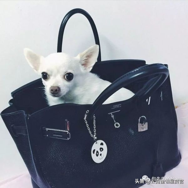 超好看的宠物包,好看又大的宠物包