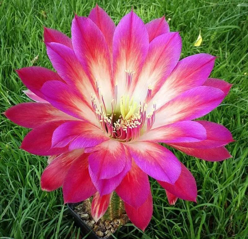 100种仙人球花图片,100种仙人球的品种视频