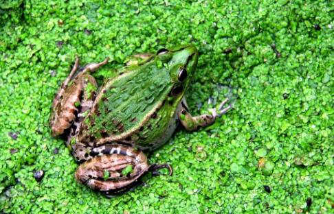 青蛙人工养殖视频教程,青蛙怎么养殖过程视频