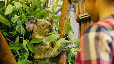 长隆动物园攻略带食物,长隆创意玩法