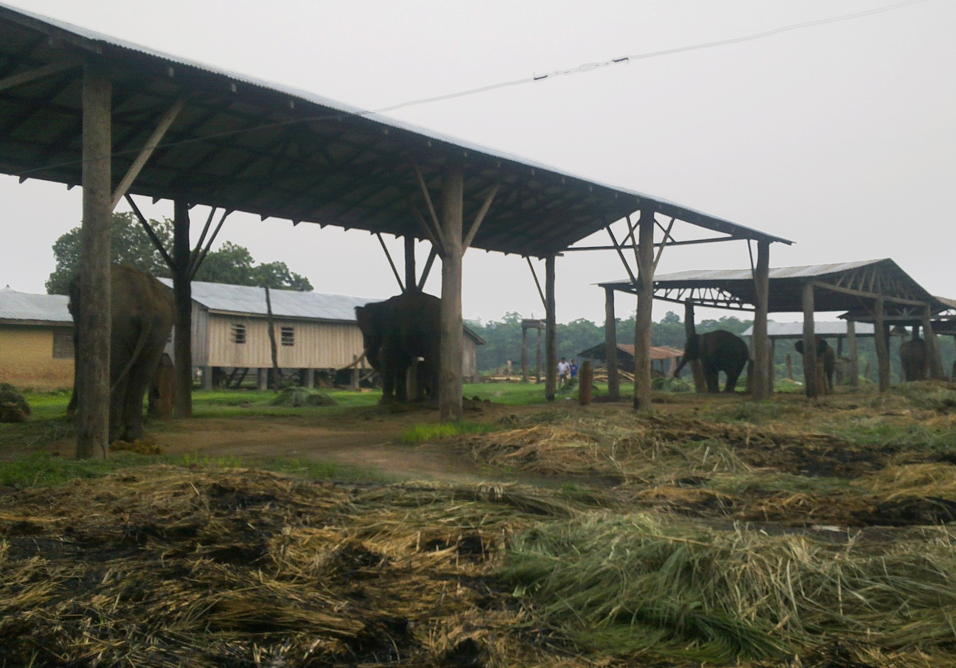 世界杯大象足球,大象足球比赛