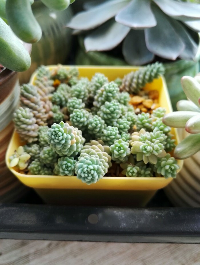 姬星美人的养殖方法和注意事项,姬星美人怎么养视频