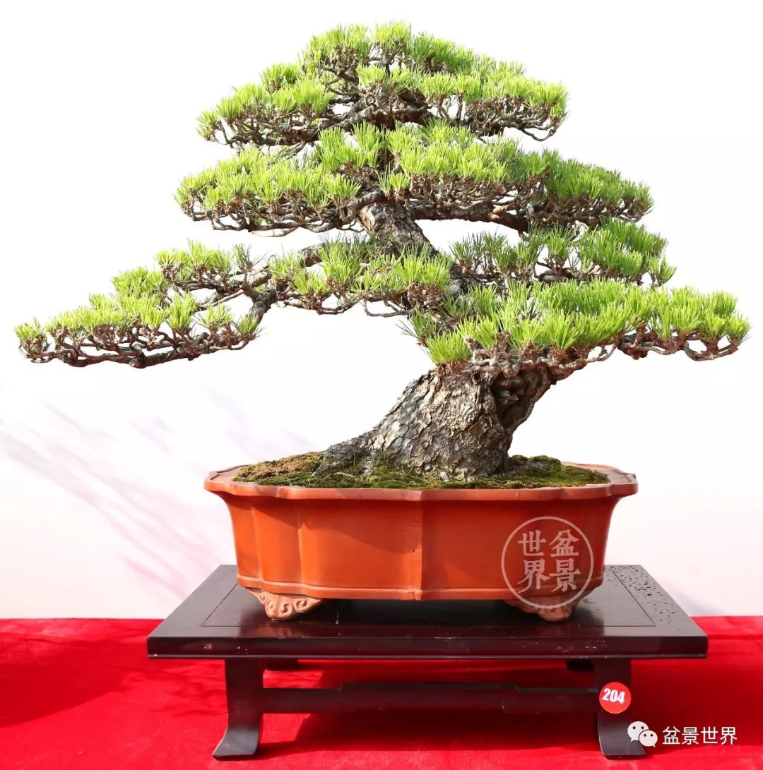 黑松盆景精品图片,黑松盆景精品欣赏