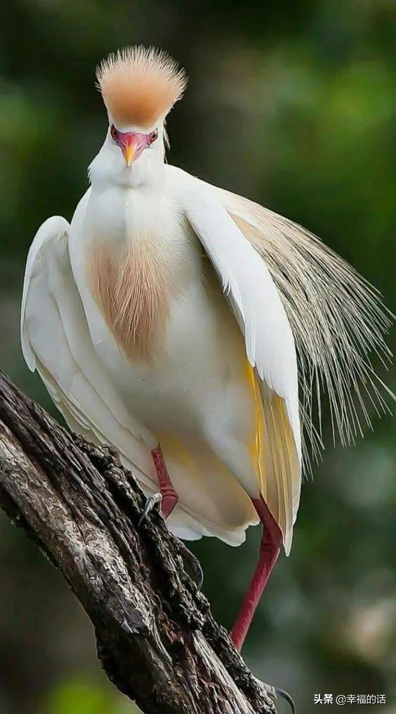 鸟类选美赛,最新鸟类选美大赛