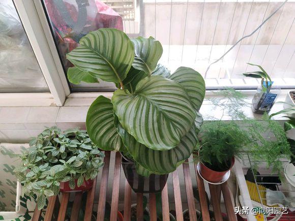 养花旺宅四种植物,十大最适合浇土的绿植