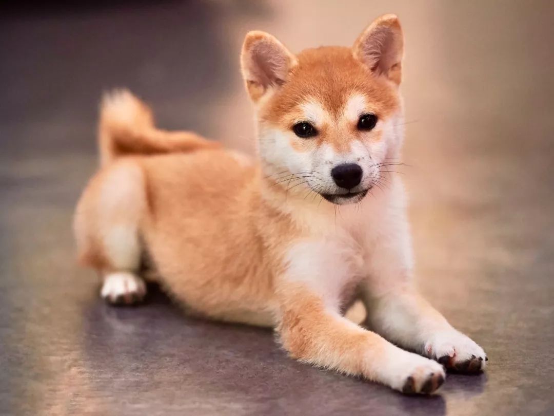 2019宠物排名,2022宠物排行榜