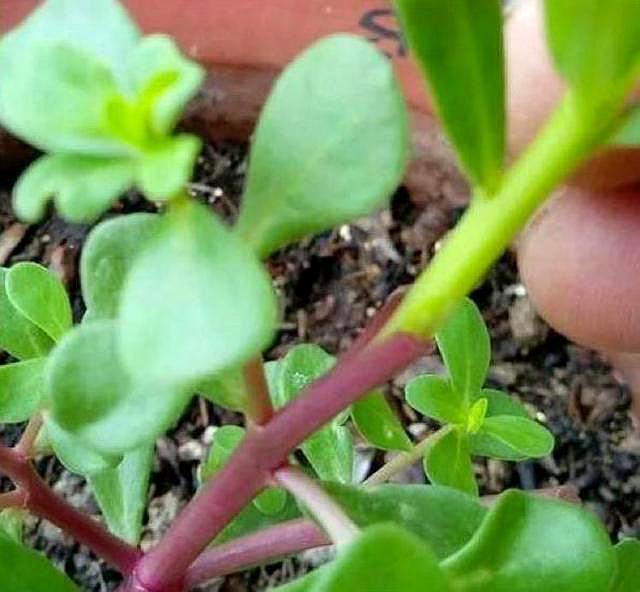 马齿苋如何用来洗白发,马齿苋能黑发吗