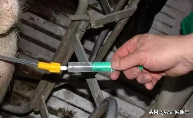 母猪深部输精和浅部输精的区别,怎么判断母猪是否输精