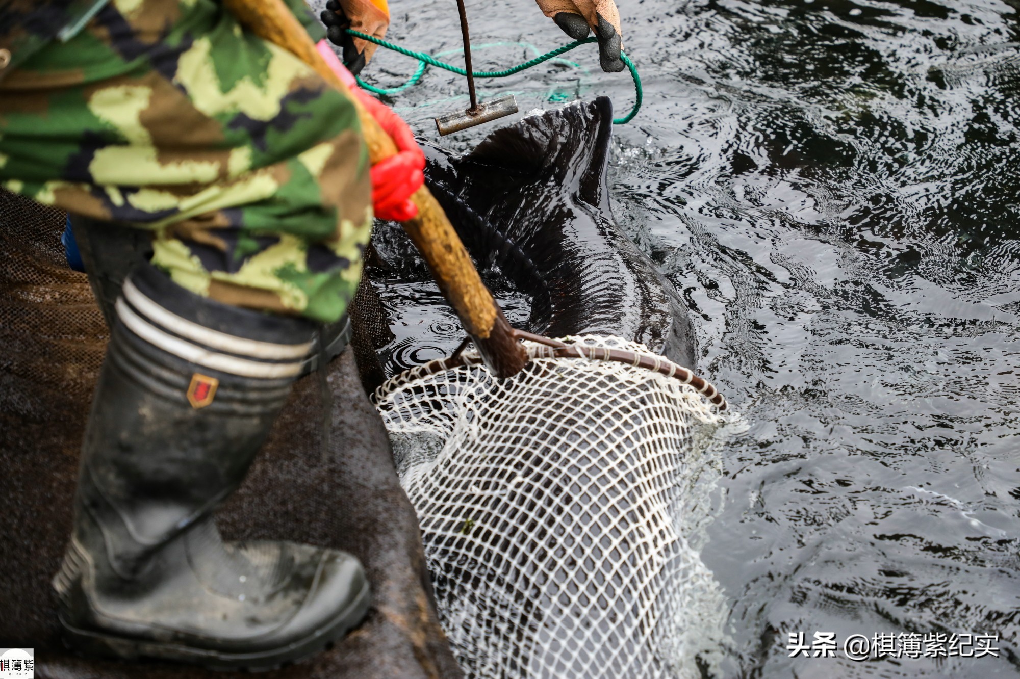 鸭绿江鱼最大多少斤,鸭绿江大金鱼价格