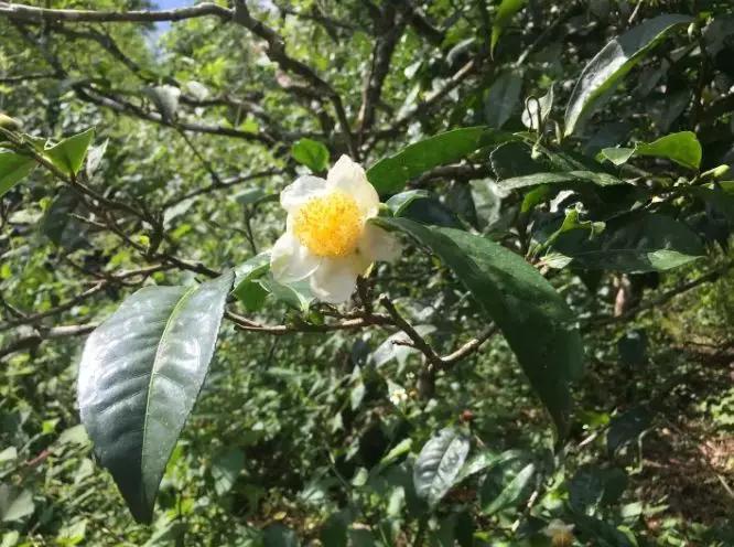 掸邦古茶树,缅甸东枝古树茶树