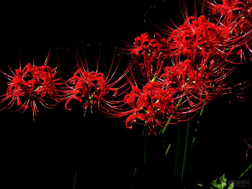 花语大全100种花的花语,100种象征着爱情的花的花语