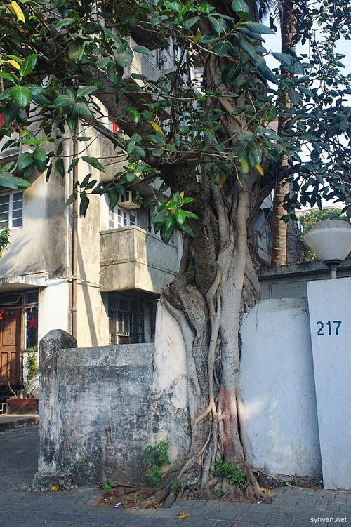 榕树种在屋前屋后有什么影响,房前有榕树好吗