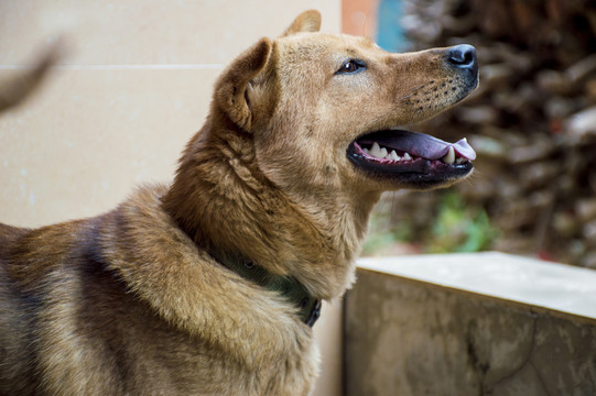 1筐鸡蛋换来的小土狗，敢与蛇拼命，老死在自家地里