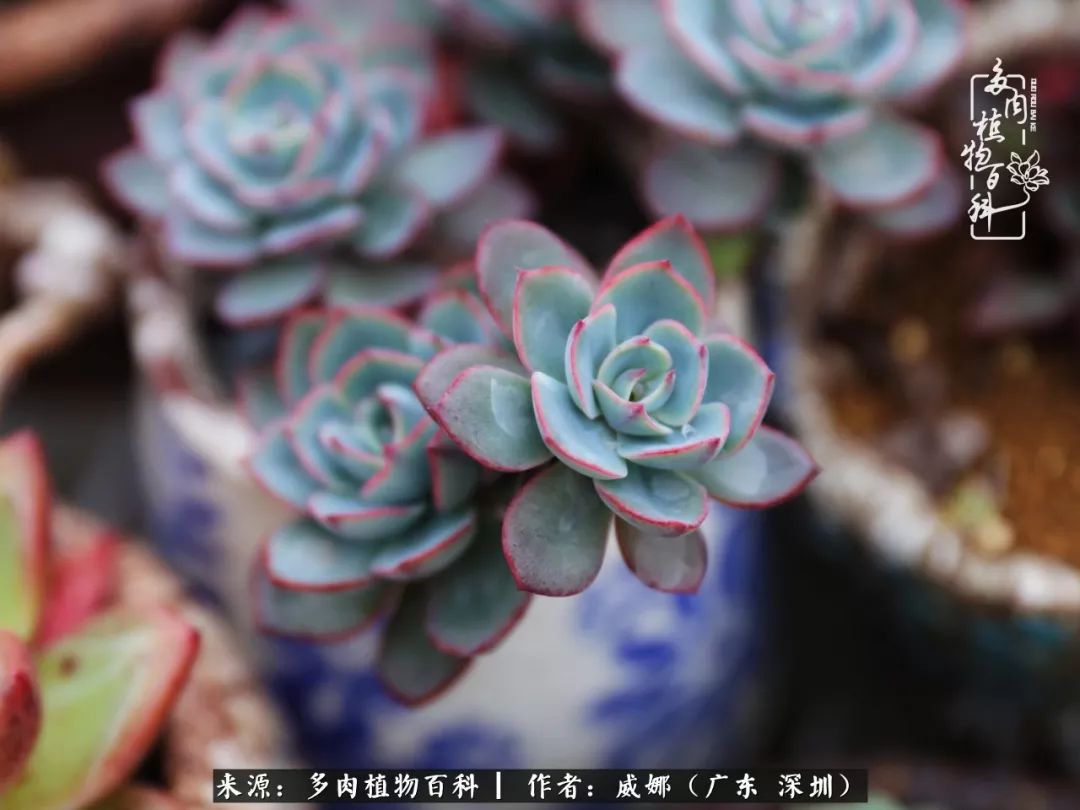 笼子里的多肉,露养的多肉和室内的多肉区别