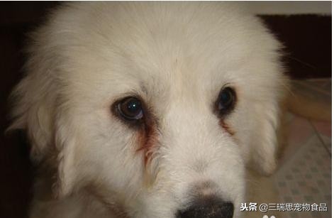 狗狗老流泪泪痕红色的咋办,狗狗有泪痕的原因及减少方法