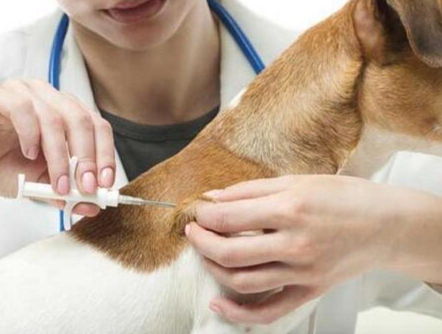 生活在宠物天堂的动物,在天堂的猫狗