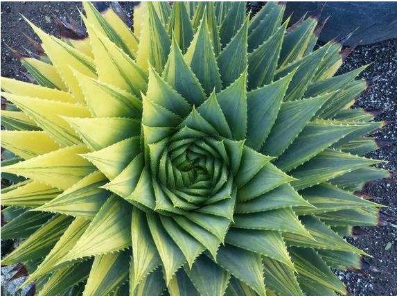 耐活好养的盆栽植物芦荟,芦荟全身都是宝