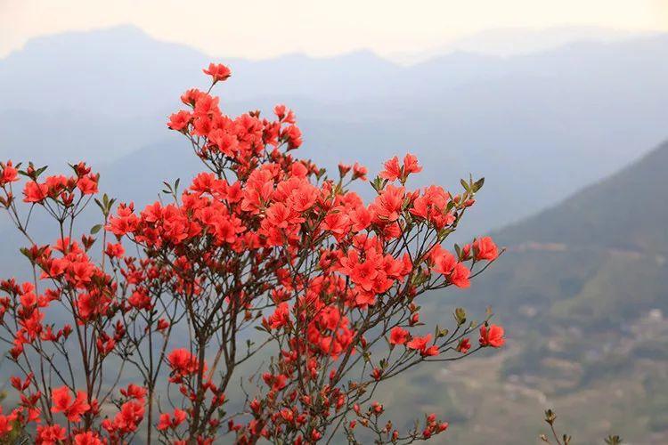 为什么有人说中国国花是牡丹,中国的国花为什么要选牡丹呢