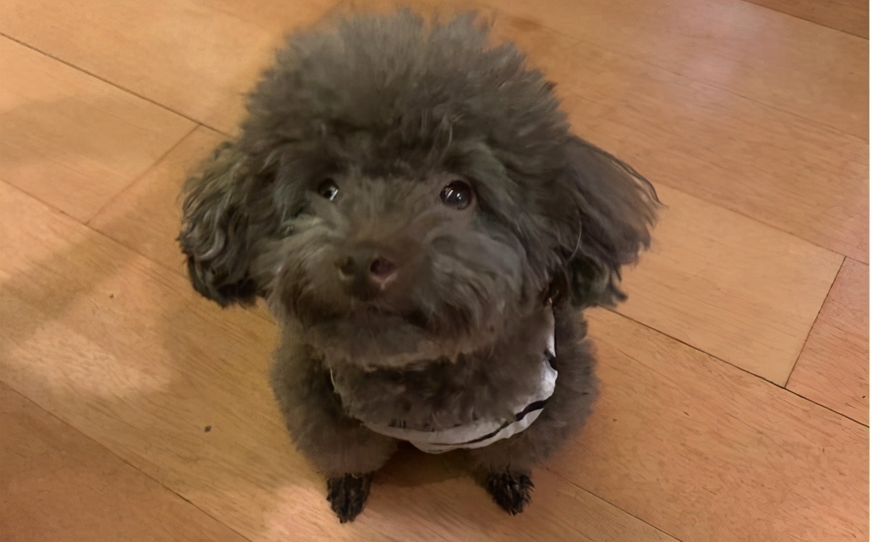 泰迪命门在哪里,泰迪的命门