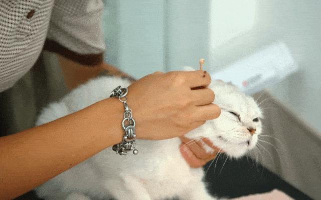 猫咪耳道问题不容忽视,猫咪的耳道分泌物很多怎么办