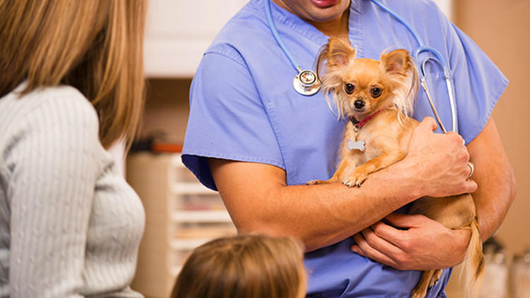 特别容易生病的狗狗排行榜,哪种狗狗不容易生病好养活