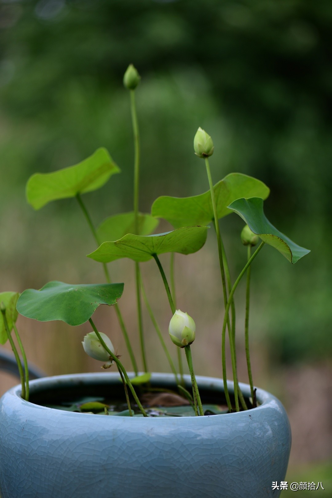 碗莲种藕生长到开花全过程,碗莲种植方法和时间图片