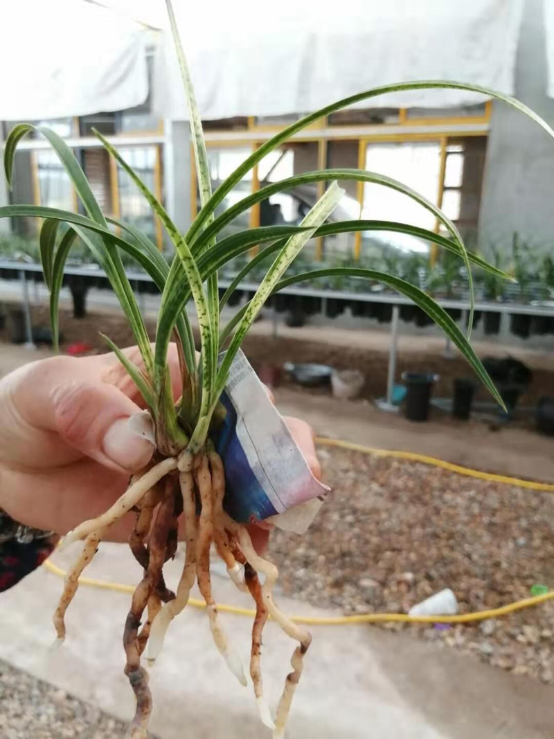 兰花怎么养才能长出水晶根,养兰花不放石子可以吗