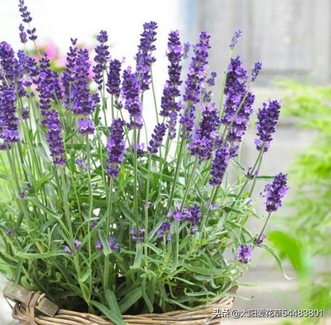 薰衣草盆栽怎么养殖,薰衣草盆栽的养殖方法和注意事项