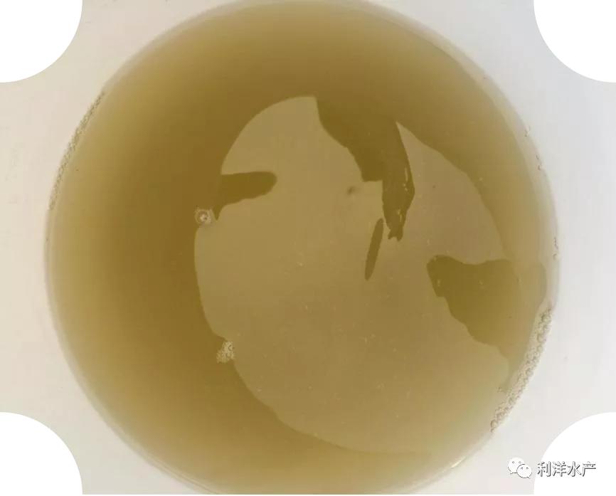 金藻如何处理,三毛金藻鱼中毒的表现