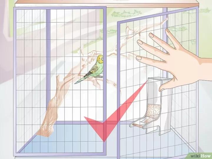 如何喂养虎皮鹦鹉,虎皮鹦鹉人工喂养