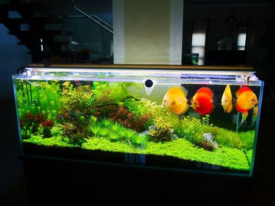 鱼缸硝酸盐高对鱼有什么危害,硝酸盐对动物有害吗