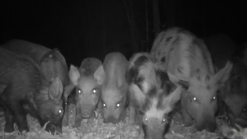 美国野猪泛滥成灾的真实原因,野猪泛滥成灾了家猪攻击野猪