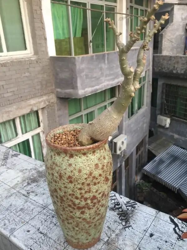 沙漠玫瑰枝干软怎么处理,沙漠玫瑰光杆几月发芽