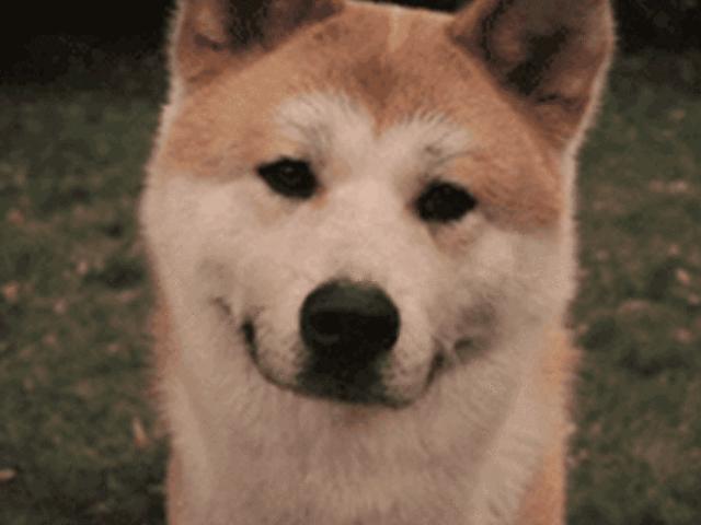 养狗必看,养狗2年多才明白的狗狗冷知识