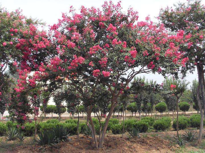 什么树能招财带来好运,什么样的树属于招财树